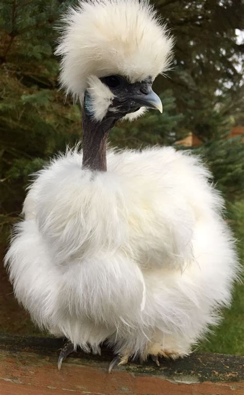 showgirl silkie chickens|Silkies: A Comprehensive Silkie Chicken Guide For。